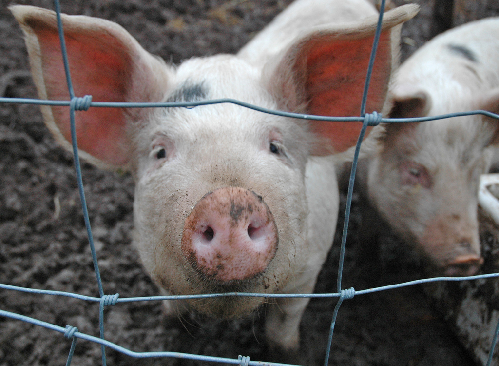 Plus de cochon, ni dans les assiettes, ni dans les livres pour enfants ?