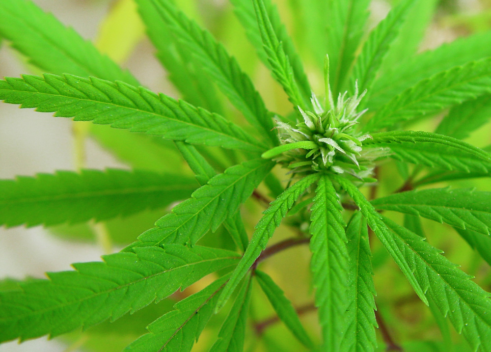 Cannabis thérapeutique : un tarpé pour se soigner ?