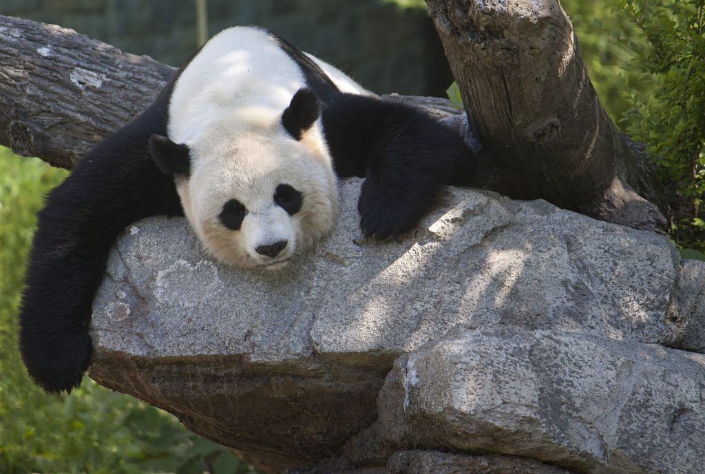 Une princesse, des pandas et une prolongation