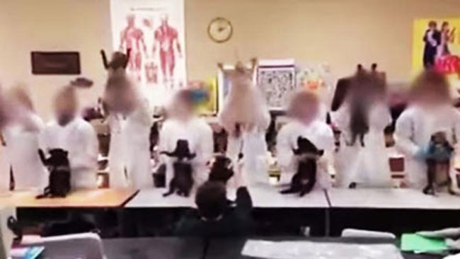 Polémique : ils font danser des chats morts 
