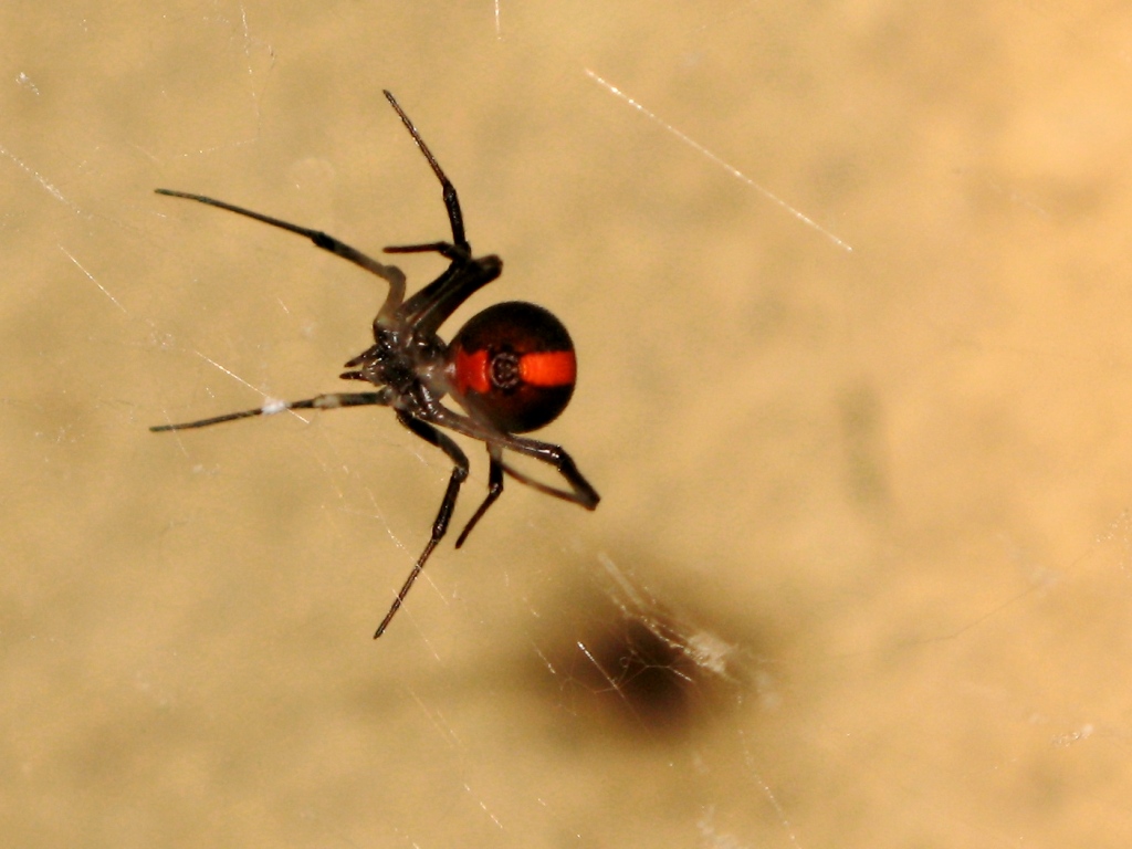 Des millions d'araignées envahissent une ville