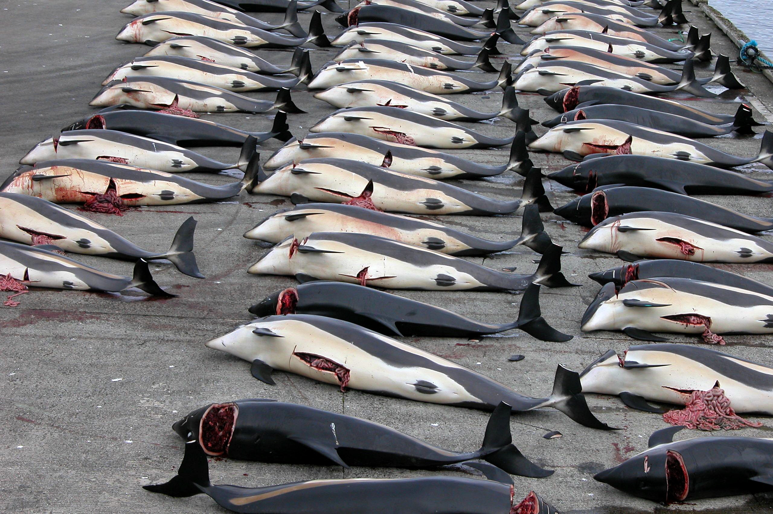 Sauver des dauphins peut vous coûter 2 à 10 ans de prison