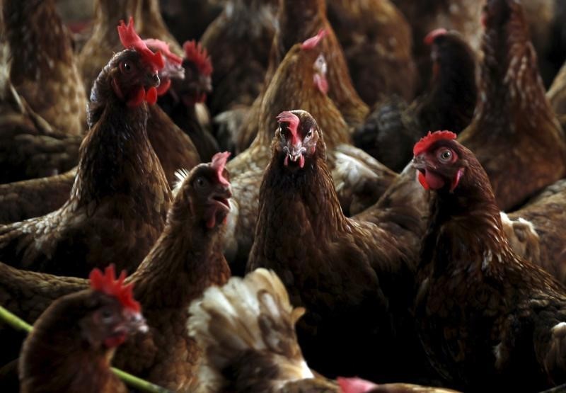 Huit pays suspendent leurs importations de volaille française
