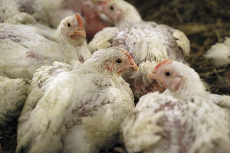 Nouveaux cas de grippe aviaire en Dordogne et dans les Landes