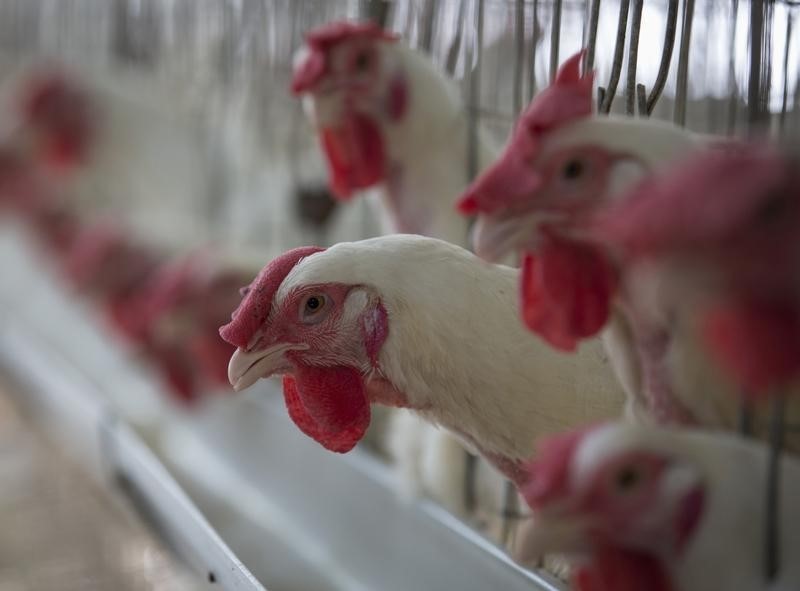 Deux nouveaux cas de grippe aviaire détectés en France