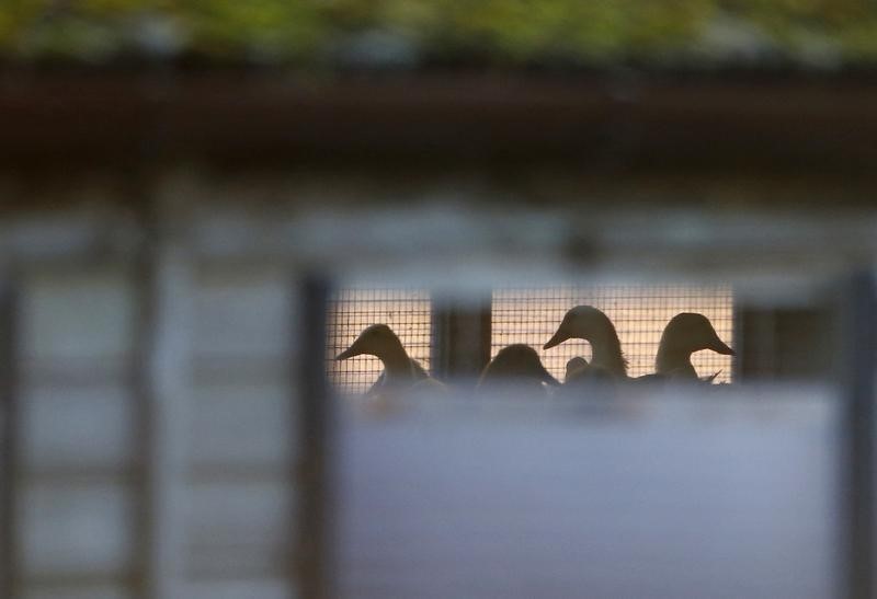 Les souches de grippe aviaire en France jugées non dangereuses