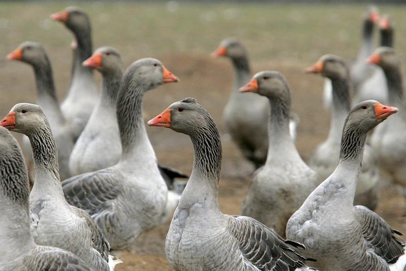 La zone de restriction grippe aviaire élargie à 8 départements
