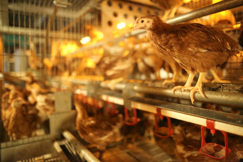 Ryad suspend l'importation de volaille et d'oeufs français