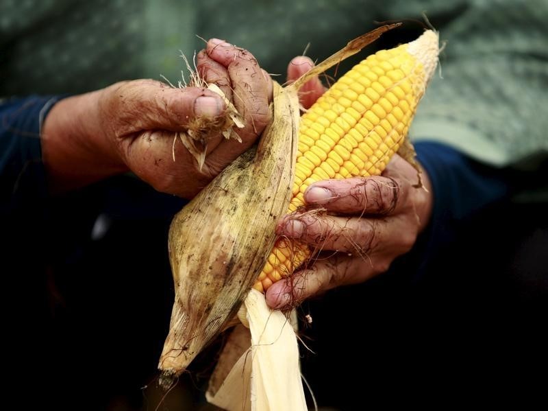 Du maïs OGM illégalement cultivé en Chine, selon Greenpeace