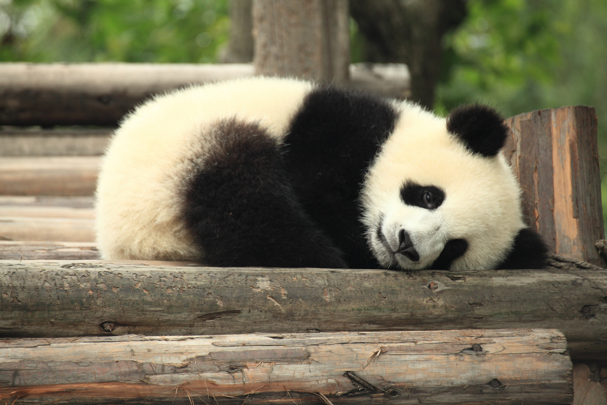 Trois jobs de rêve : câlineur de pandas, bâtisseur de Lego ou rédactrice en chef du Huff ?