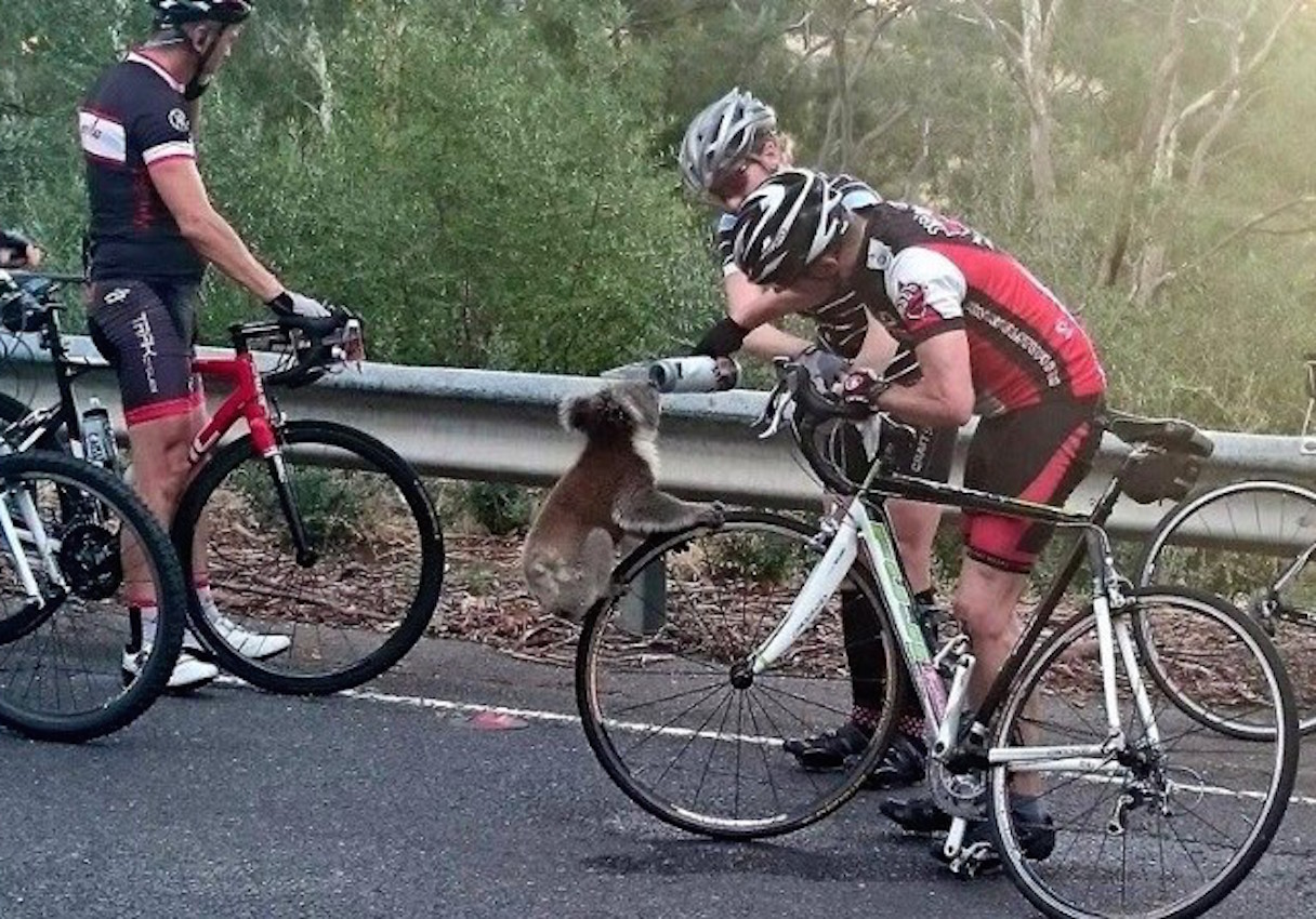 Un koala, la nouvelle vie de Jeremy Meeks et un jackpot manqué