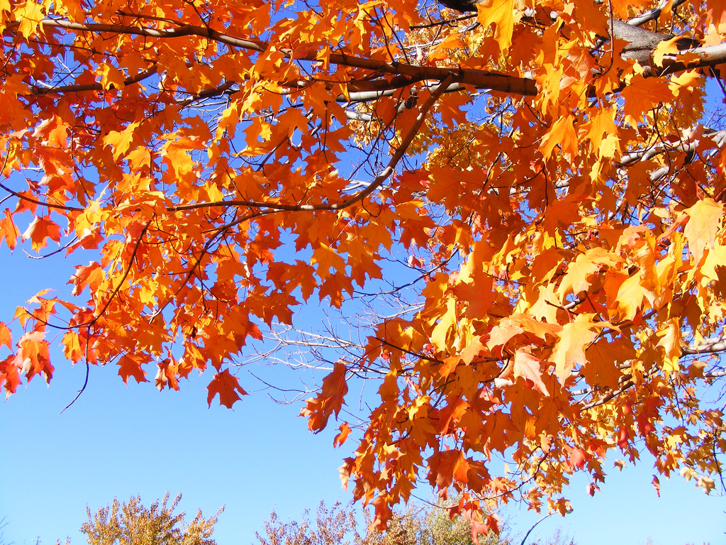 Pourquoi les feuilles tombent à l'automne ?