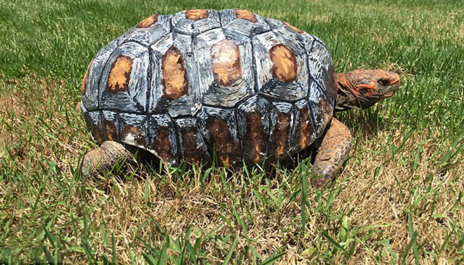 Une tortue sauvée par la 3D, les chantiers de Saint-Nazaire au top et une demande en mariage sur Super Mario