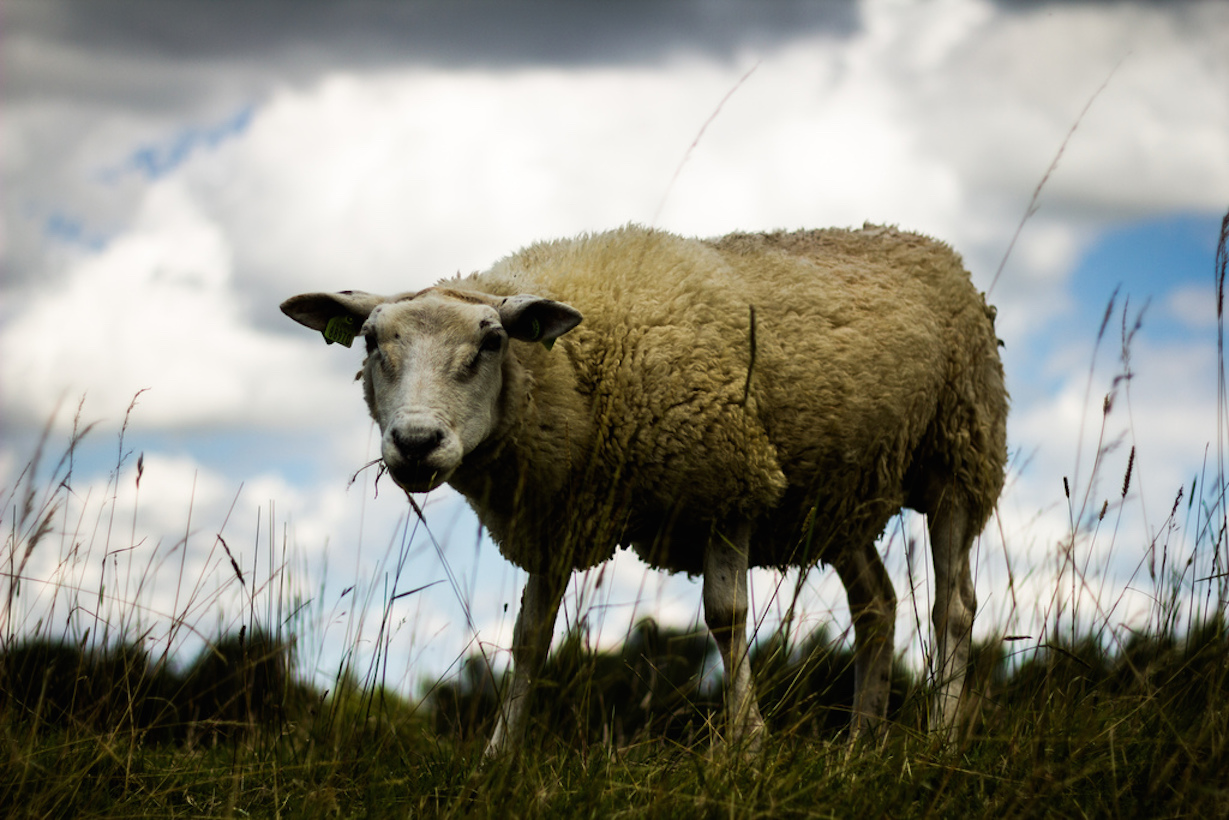 Des moutons défoncés, une belle manœuvre de Heimlich et des lumières pour piétons