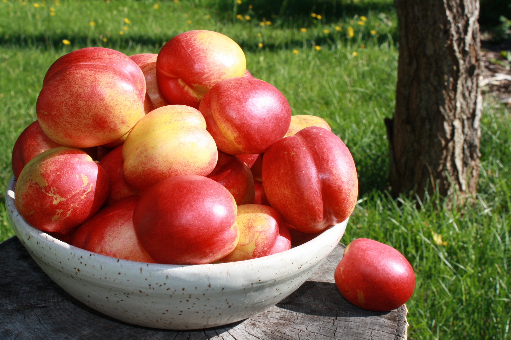 Pêches, nectarines ou brugnons : comment s’y retrouver ?