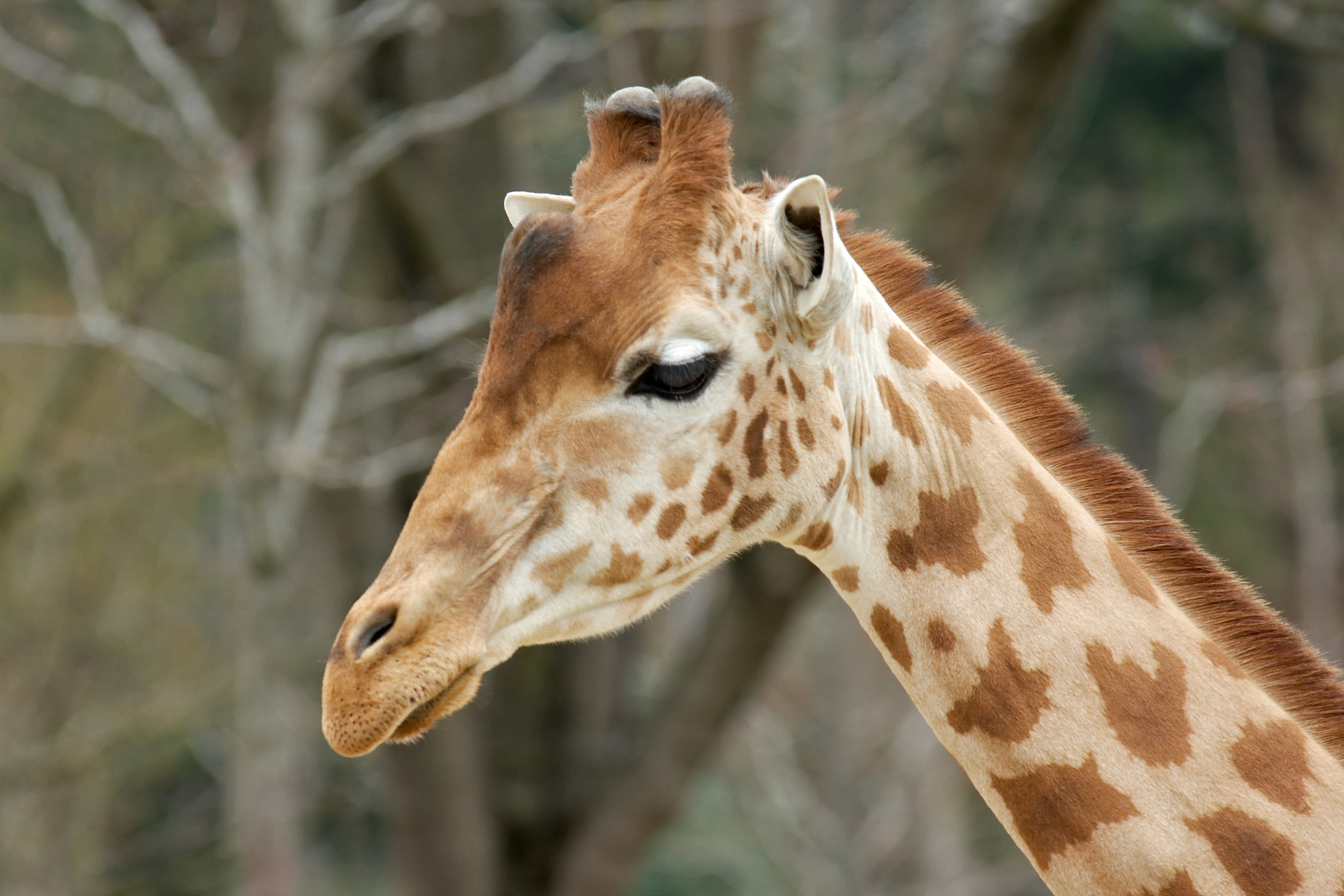 Du sport, de l’alcool, des girafes et des inédits de Bowie