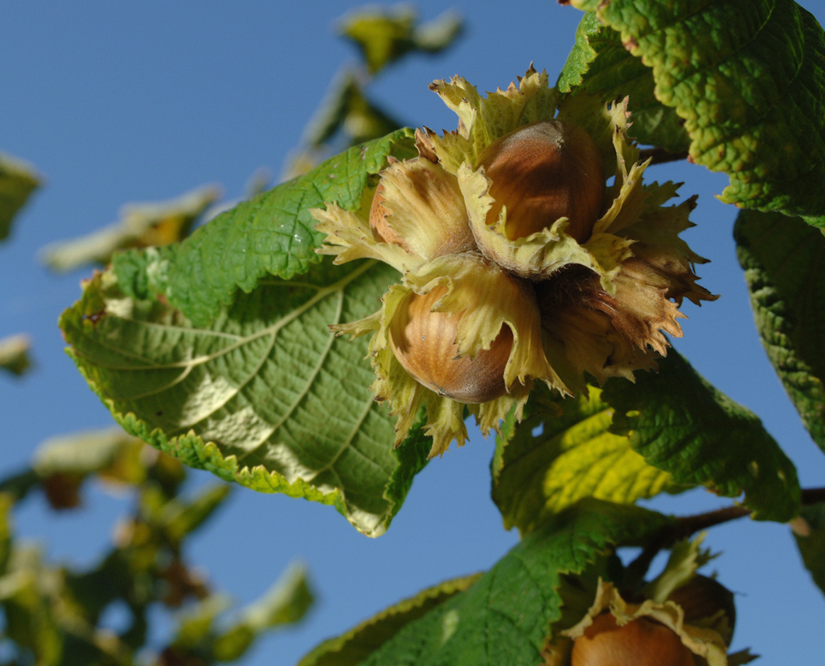 C'est l'automne...tout savoir sur la noisette !