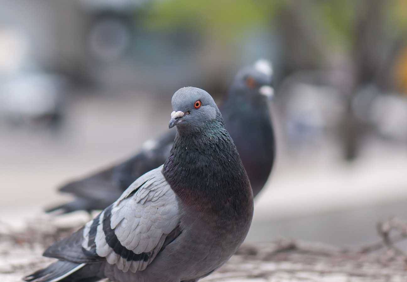 Un chat président, un pigeon espion et une commande surprise