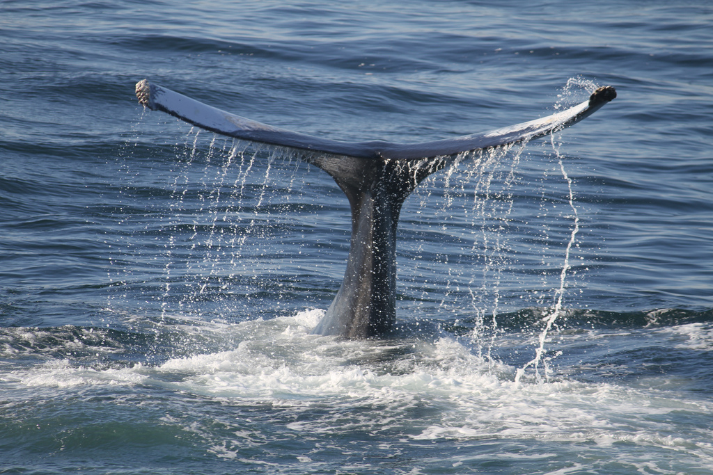 Des baleines remises à l'eau, des cellules-souches et des migrants diplômés