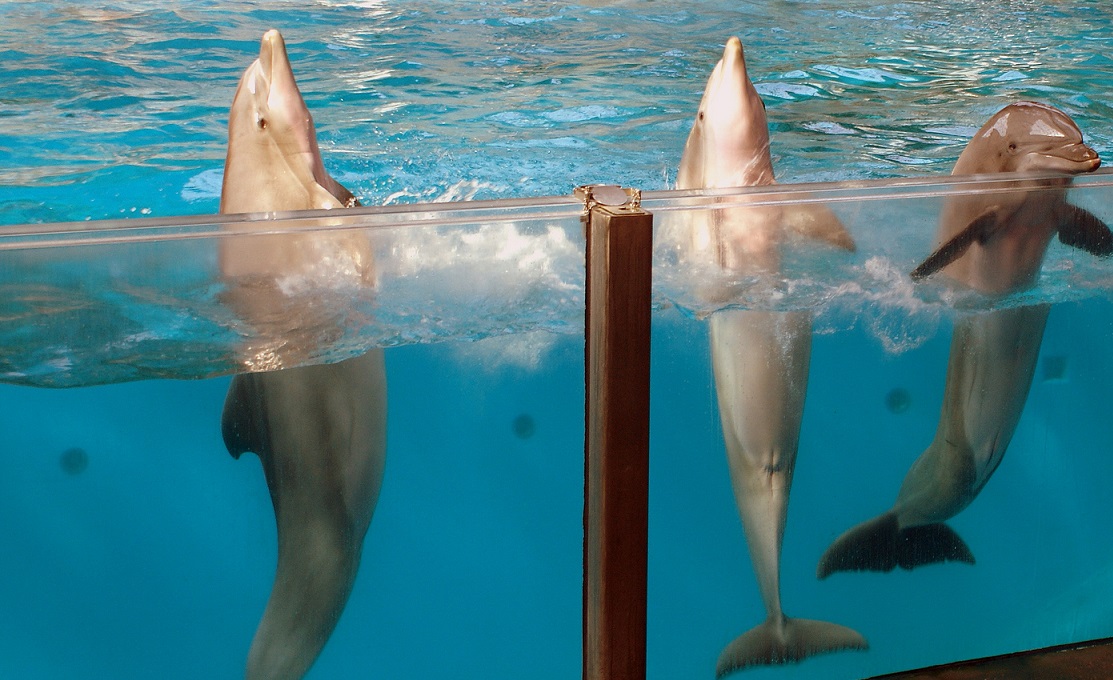 Le bien-être des dauphins, une libération et un psy gratos pour les ados
