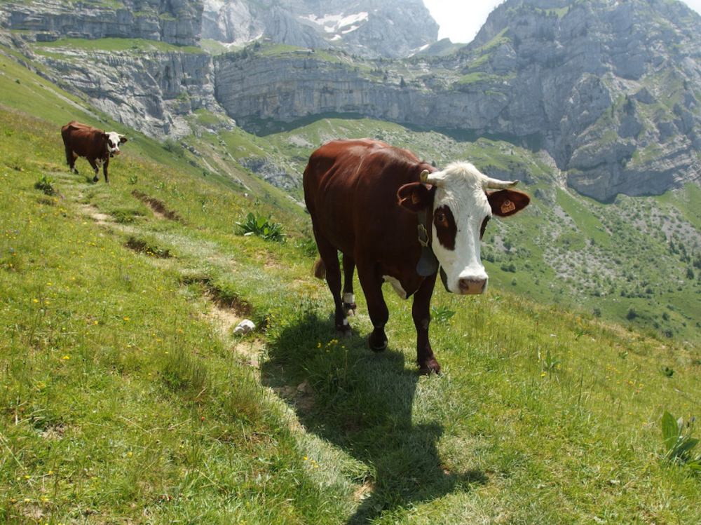 Un royal baby, Excalibur et des vaches trop bruyantes
