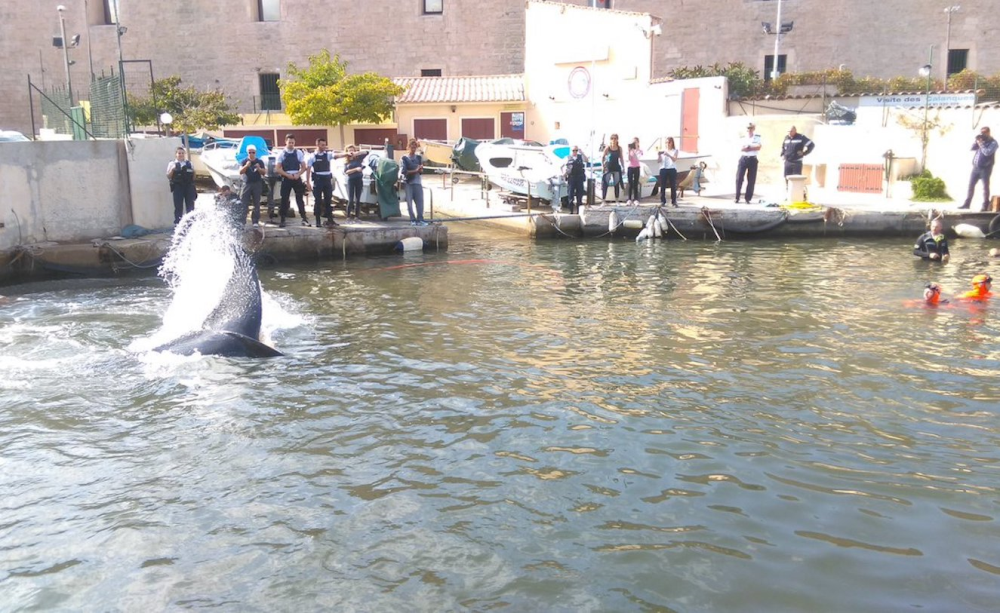 Astérix et Obélix de retour, un super gain et une baleine à Marseille