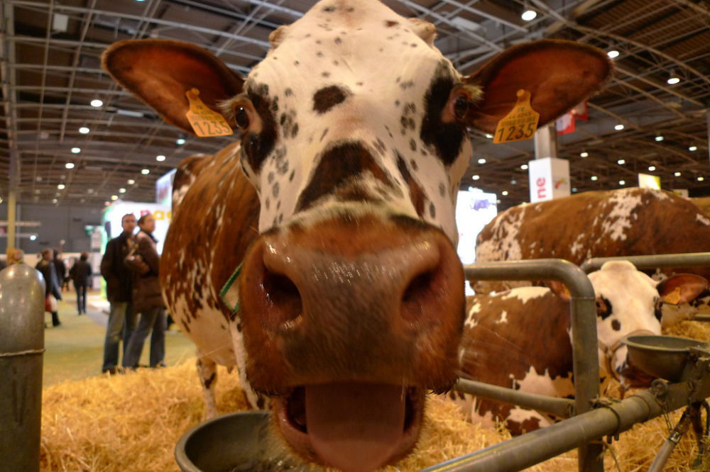 Salon de l’Agriculture : les petits pics politiques de 2018