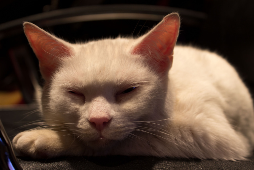 Achille le chat footeux, un croque-monsieur géant et une élection historique