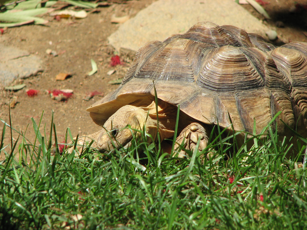 Le lièvre et la tortue : la fable pour de vrai !