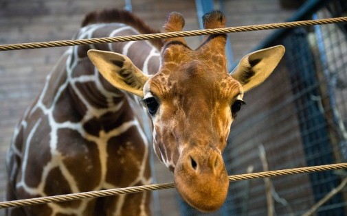 Marius : le girafon euthanasié qui émeut la planète