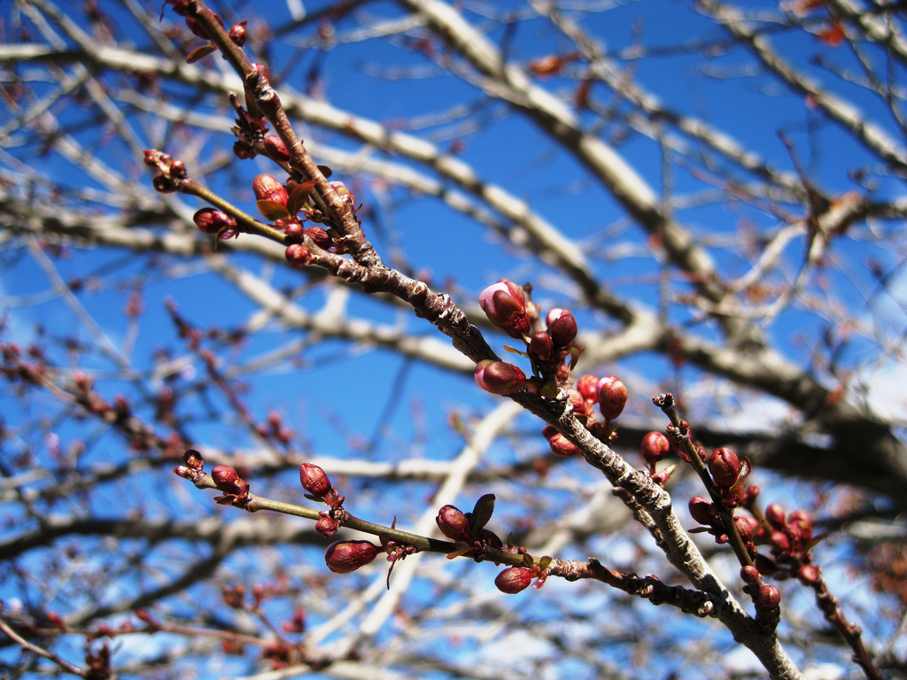 Une météo de printemps : du soleil jusqu'à quand ?