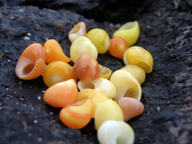 Pourquoi entend-on la mer dans les coquillages ?