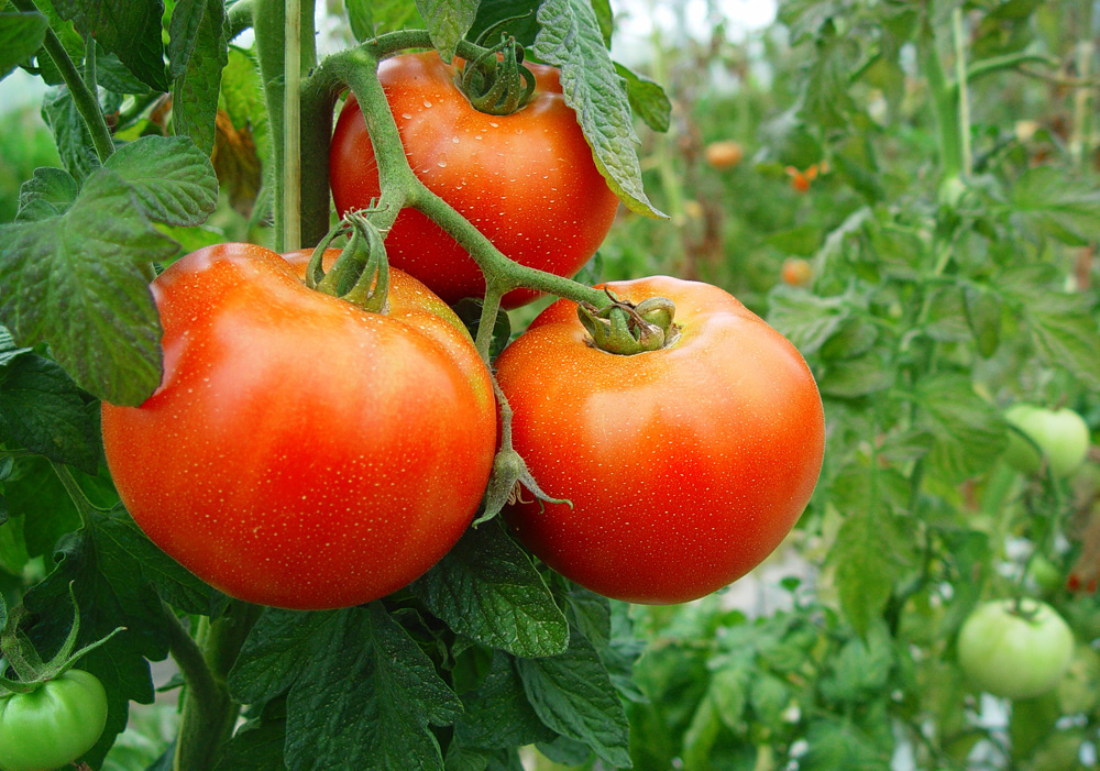 La tomate, un fruit ou un légume ?