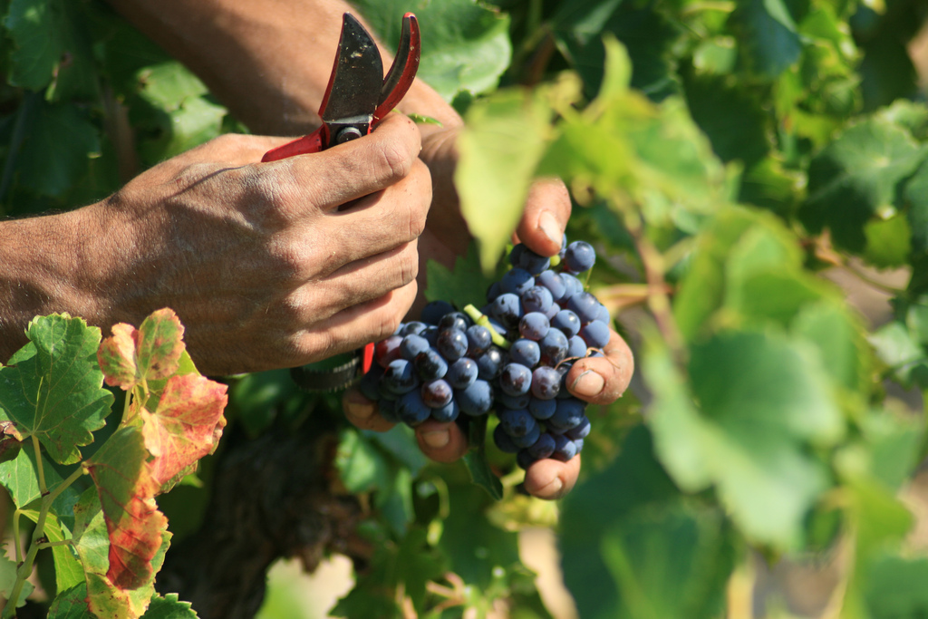 D'où vient le mot "vendanges" ?